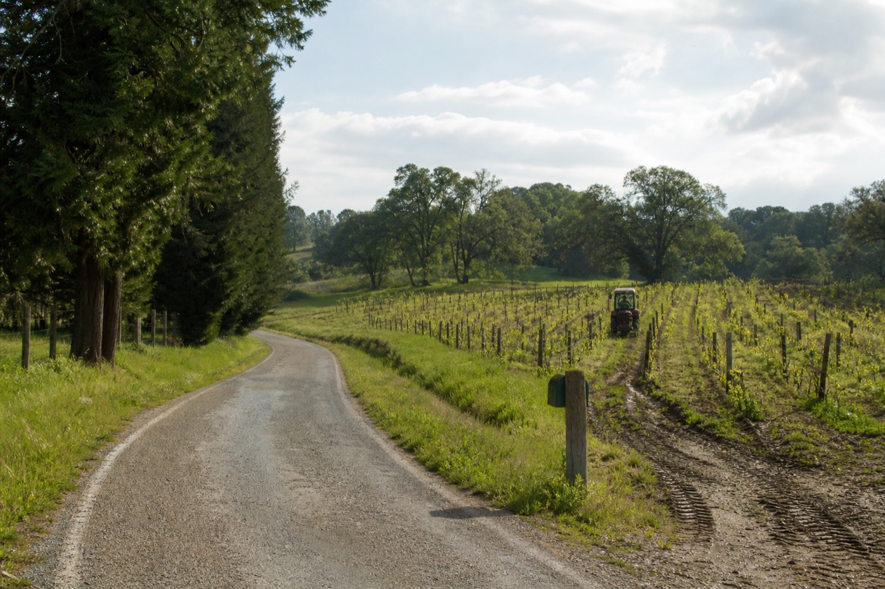 Quiet country road winding past a small family vineyard in Sonoma County, no text, no logos, no people