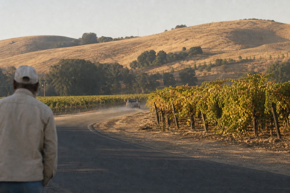 A winding road through Sonoma County vineyards with hills in the distance, no text, no logos, no people