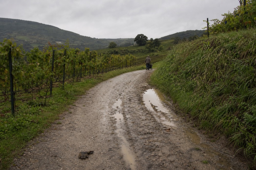 A quiet Sonoma County vineyard lane with rolling hills behind it, no text, no logos, no people.