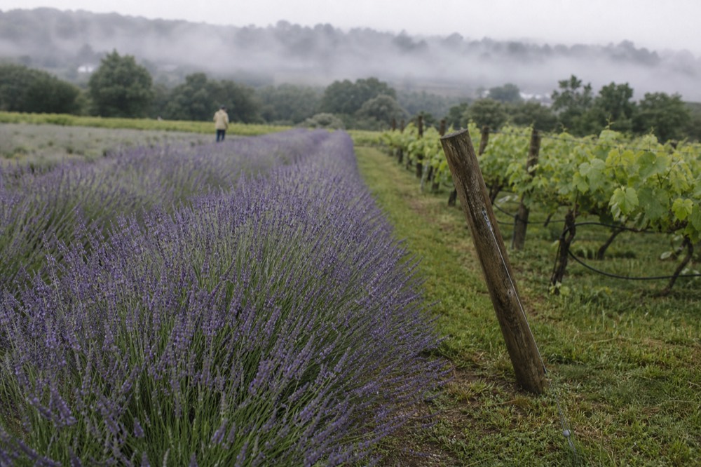 Lavender rows planted between vineyard vines on a summer morning, no text, no logos, no people
