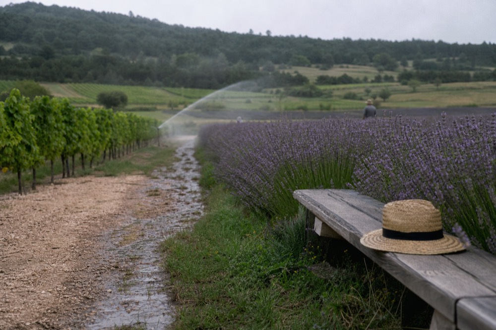 Lavender rows in bloom beside vineyard slopes at a Sonoma winery, no text, no logos, no people