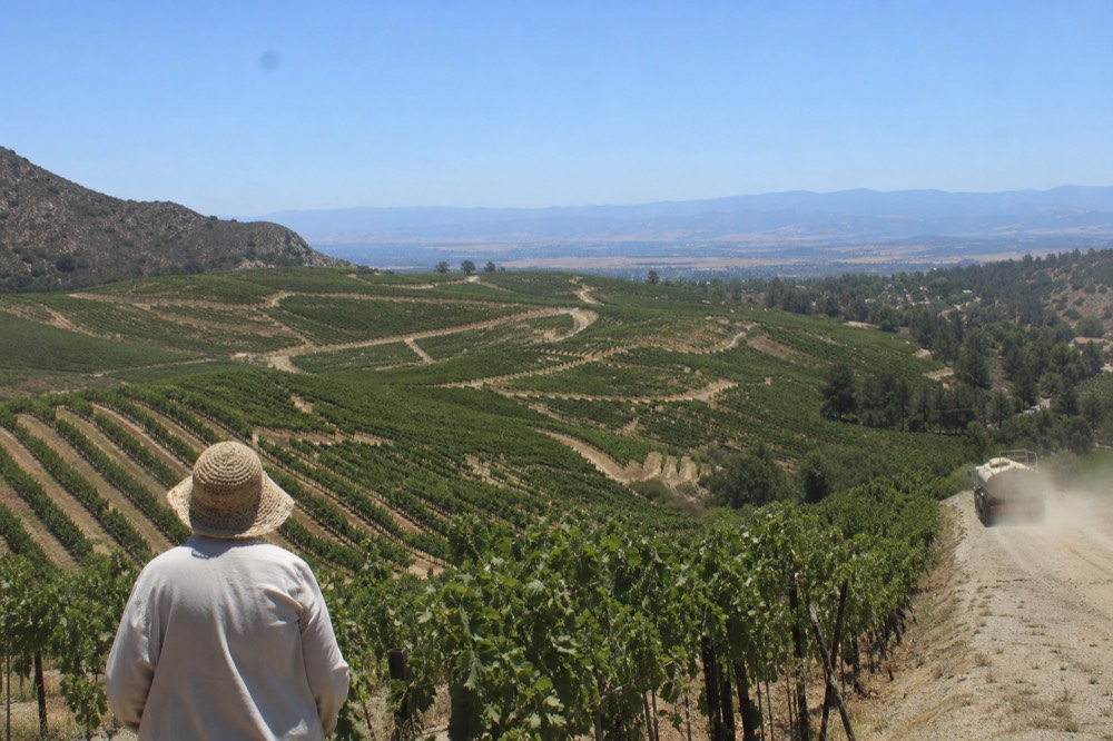 Vineyard-covered hills surrounding Healdsburg under a clear sky, no text, no logos, no people