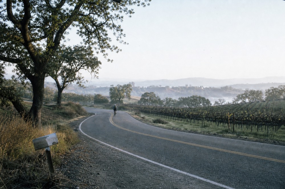Two-lane country road winding between vineyards and oak trees, no text, no logos, no people