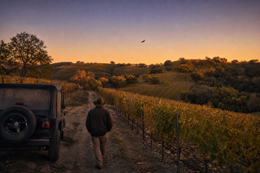 Sunset light over rolling vineyard hills with oak trees, no text, no logos, no people.