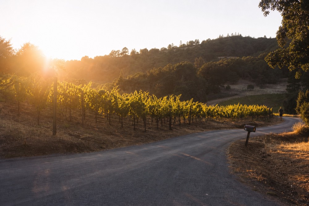 A country road curving past vineyards at golden hour, no text, no logos, no people.