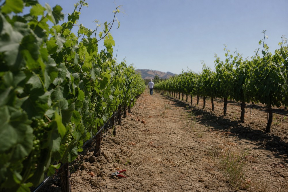 Sonoma Valley vineyard rows beneath a clear sky, no text, no logos, no people