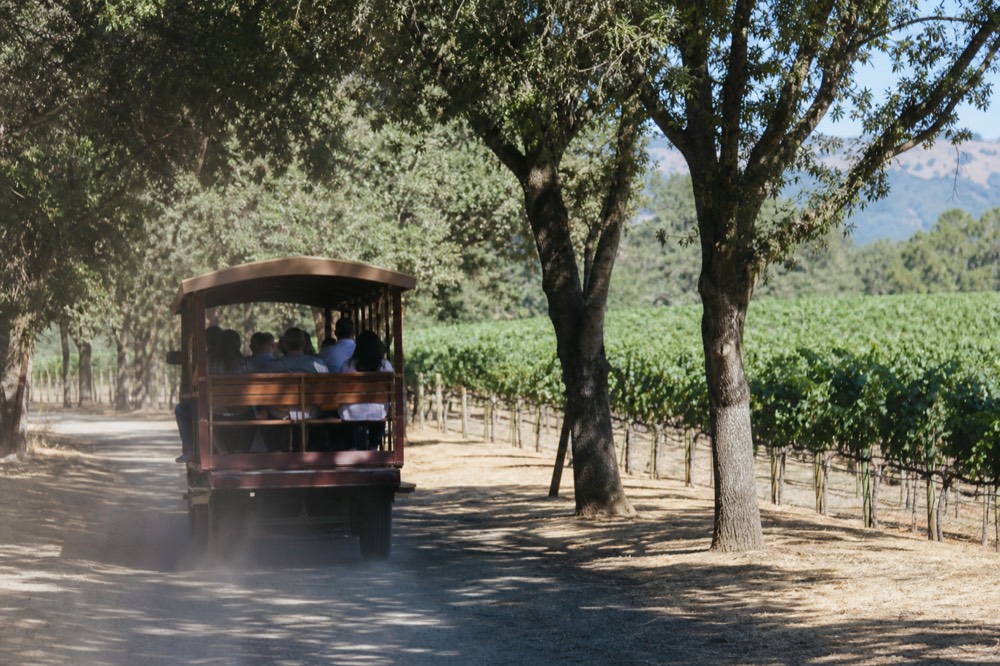An open-air trolley traveling a road between Sonoma vineyards, no text, no logos, no people